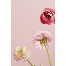 Букет Горшечное растение классический