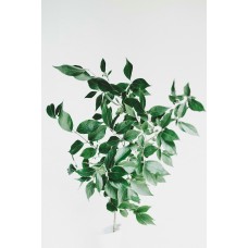 Экзотические цветы Горшечное растение премиум