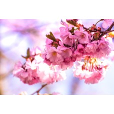 Экзотические цветы Букет премиум