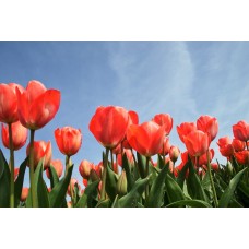 Авторский букет Горшечное растение классический