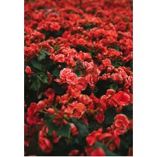 Экзотические цветы Композиция премиум