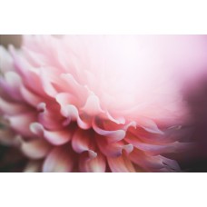 Авторский букет Горшечное растение романтический