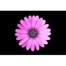 Авторский букет Цветы в коробке классический