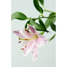 Экзотические цветы Горшечное растение премиум