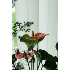 Экзотические цветы Букет классический