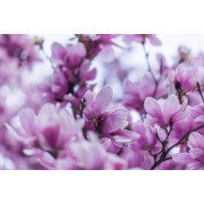 Горшечное растение Горшечное растение премиум Горшечное растение Горшечное растение премиум