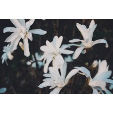 Экзотические цветы Горшечное растение классический Экзотические цветы Горшечное растение классический