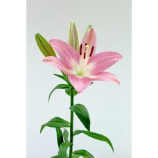 Цветы в корзине Композиция премиум Цветы в корзине Композиция премиум