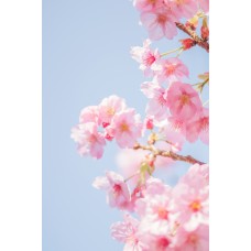 Экзотические цветы Сухоцветы экзотический Экзотические цветы Сухоцветы экзотический