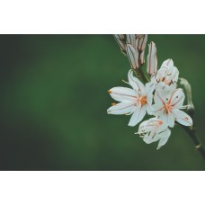 Авторский букет Монобукет классический