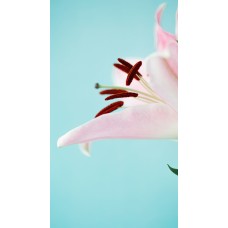 Сухоцветы Горшечное растение премиум