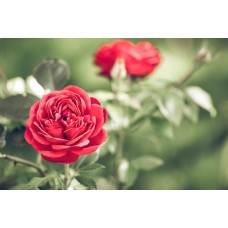 Сезонные цветы Композиция классический